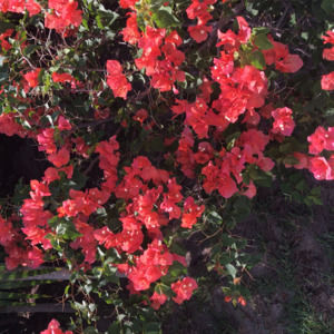 Meet your Posher, Blair